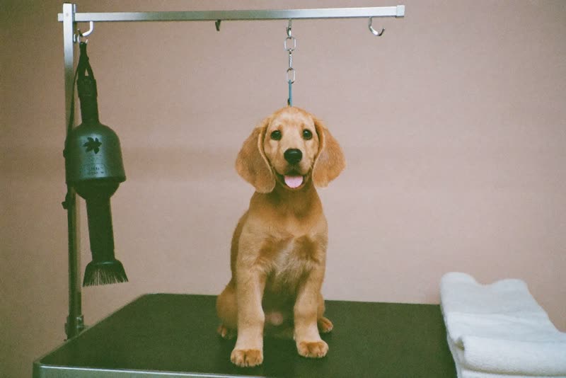 A bright, tidy grooming room