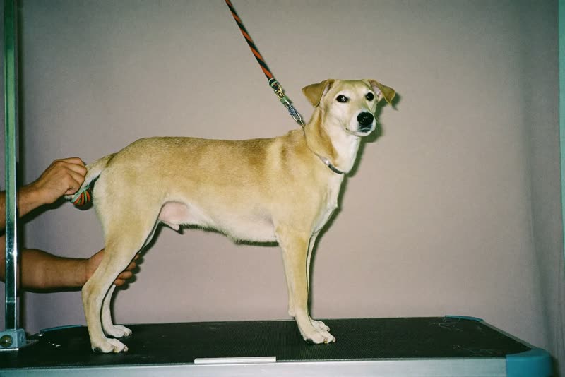 A dog being gently handled on the grooming table