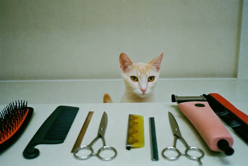 Grooming scissors, combs and brushes laid out on a clean surface