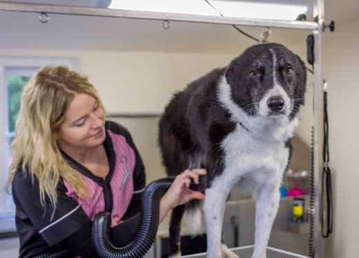 A groomer blow-drying a black-and-white collie on a grooming table in a bright salon