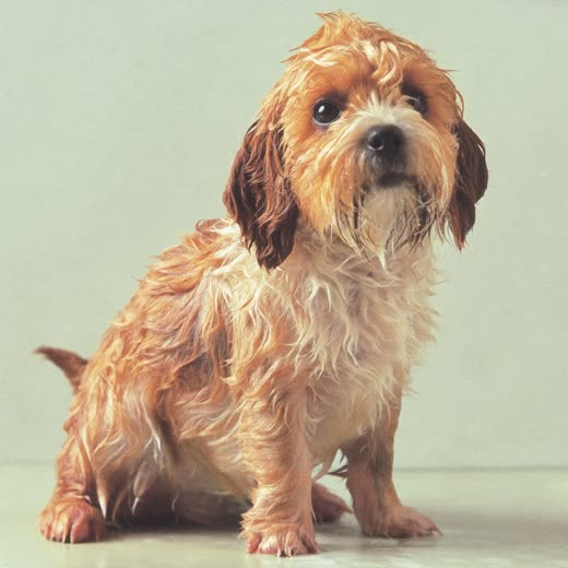 A freshly bathed terrier