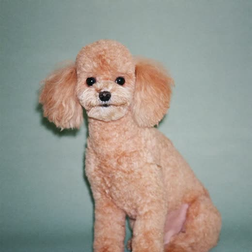 A small dog with a freshly clipped coat